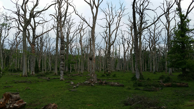 A green pasture with some trees standing and others laying on the ground