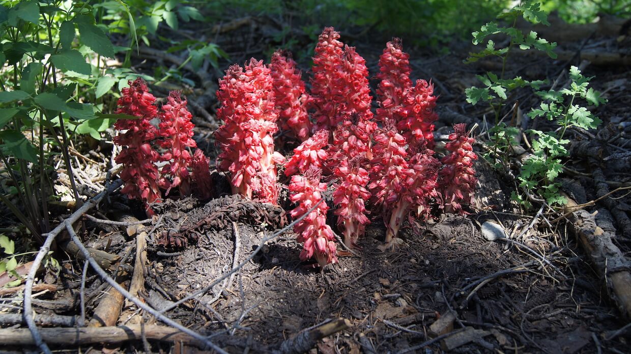 Close up of red flowers, in the dirt, with weeks in the background