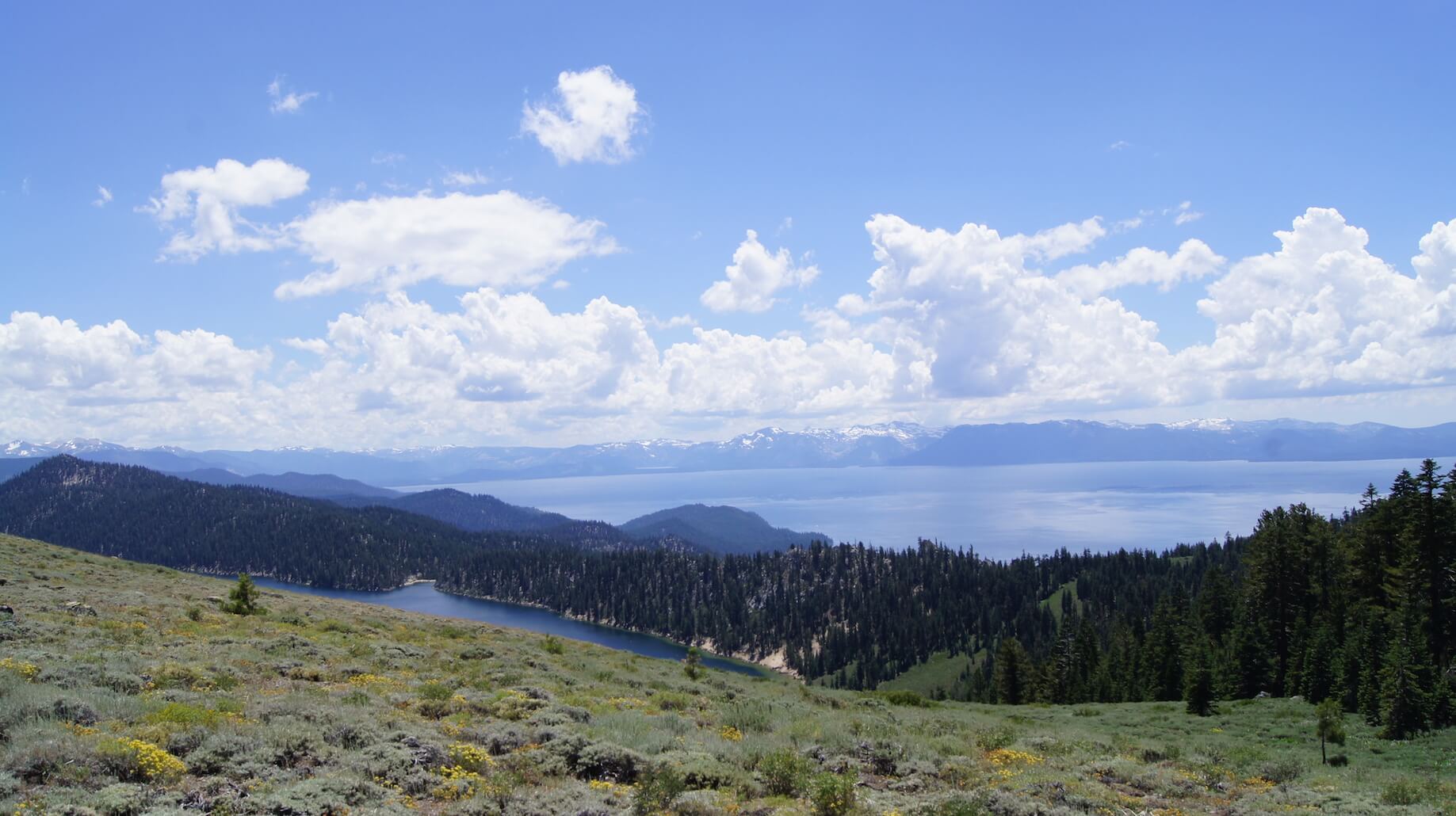 A brushy field with a lake, pine trees and mountain in the background with blue sky and white clouds above