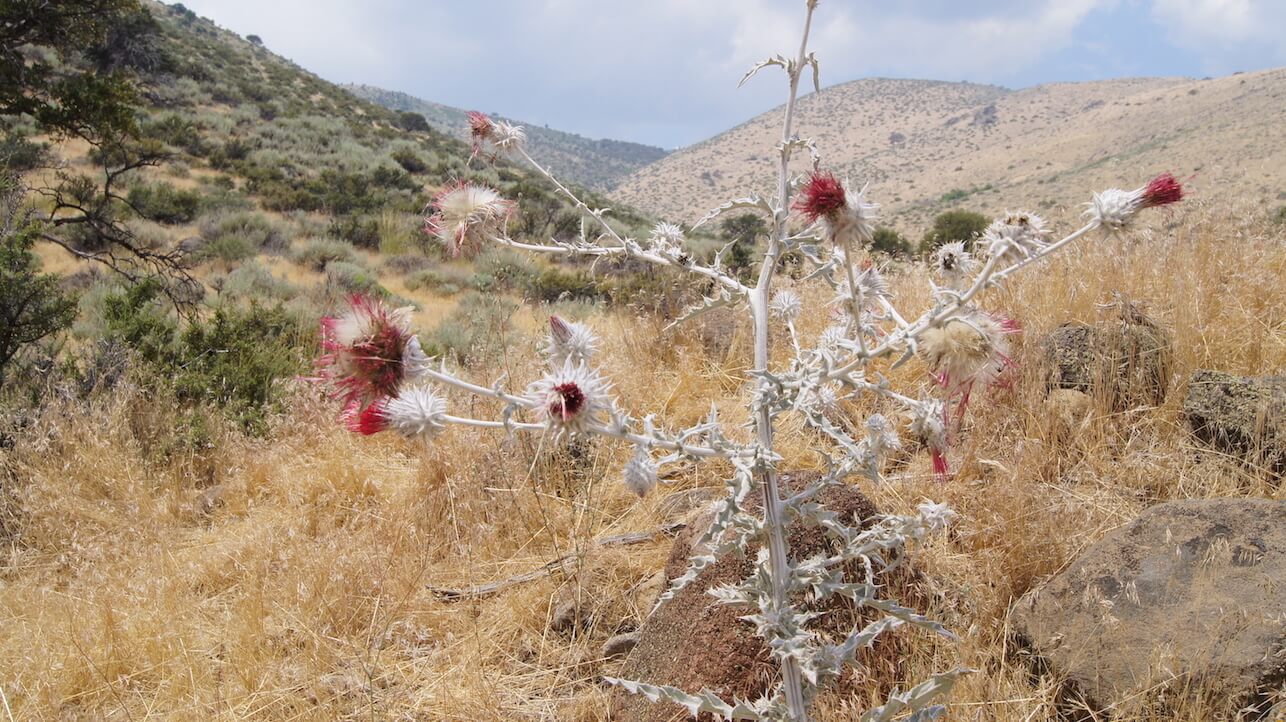 A desert thistle in a grassy field, with brushy hills in the background